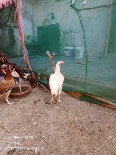 Heera Aseel  Urgent for sale