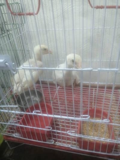 Aseel Sammu male female duo