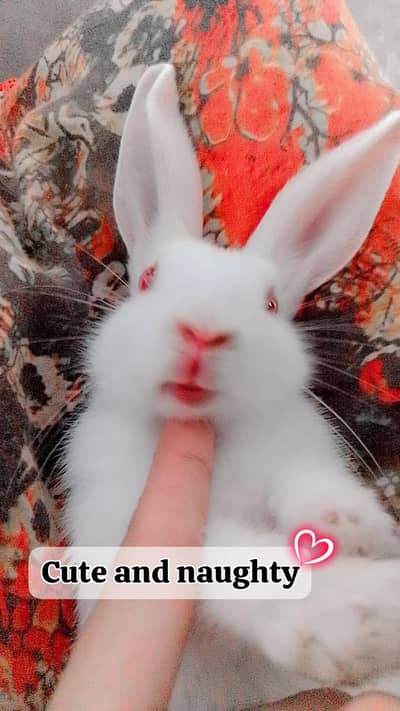 Pure white new Zealand Albino rabbits