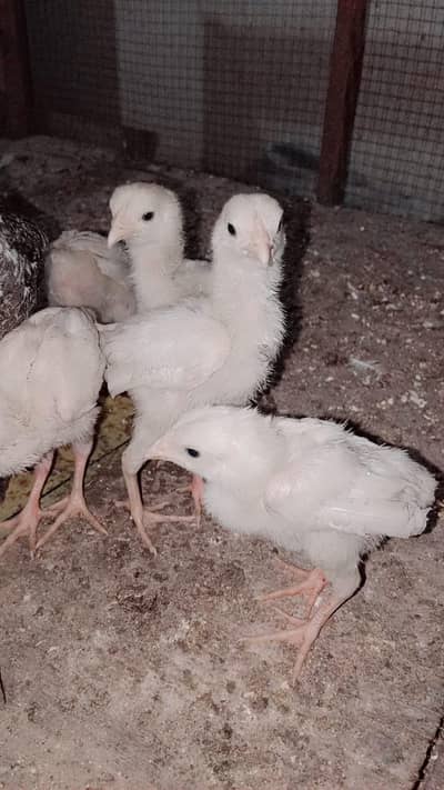 ASEEL Chicks for Sale