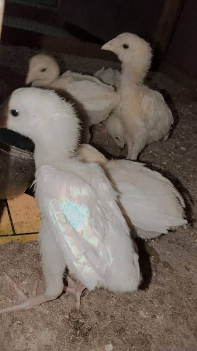 ASEEL Chicks for Sale