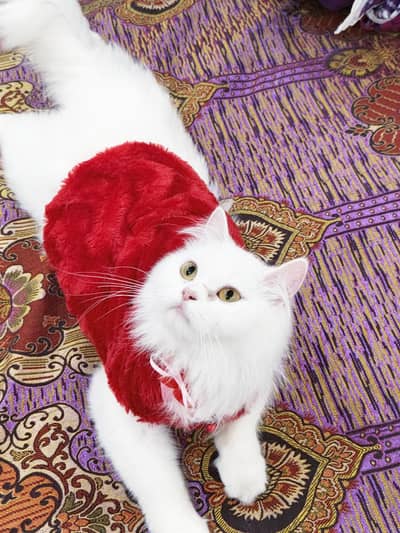 Semi-Punch Triple coated White persian for sale