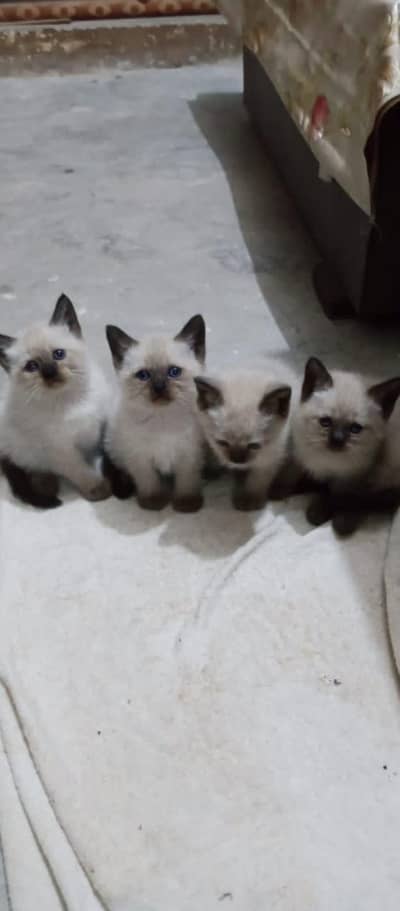 Siamese kitten