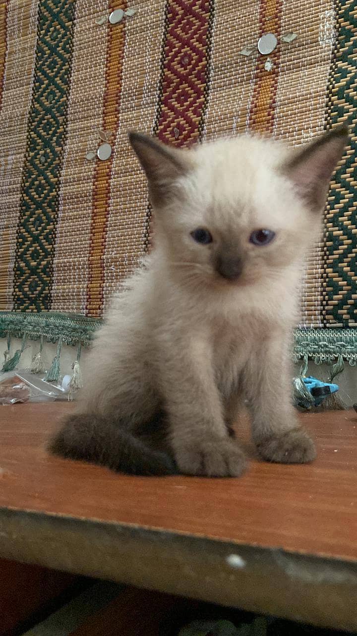 Siamese kitten 1
