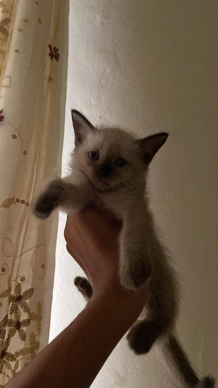 Siamese kitten 2