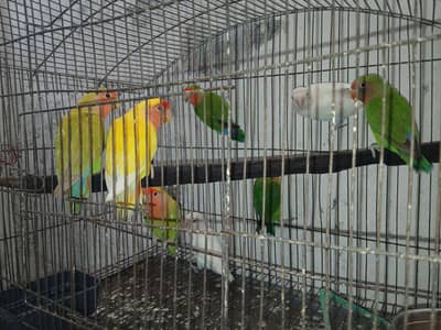 Love Birds 4 pairs