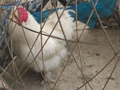 White silkie pair