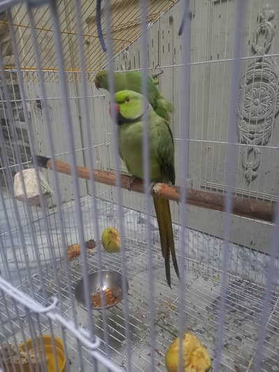bata karna wala parrot aur sath toty ha.  pair + pinjra
