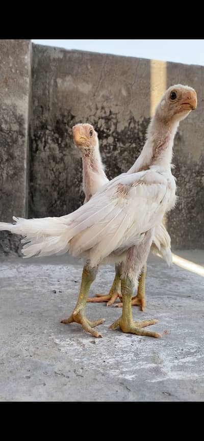 Parrot beak long tail chicks