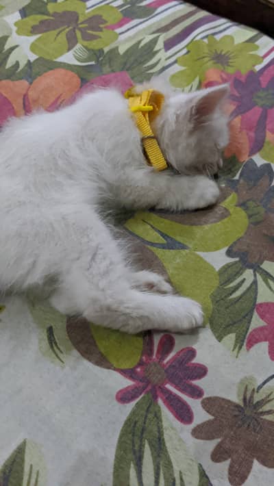 cats persian