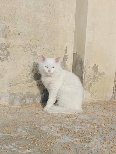 I sale My beautiful Persian Female Cat Adult