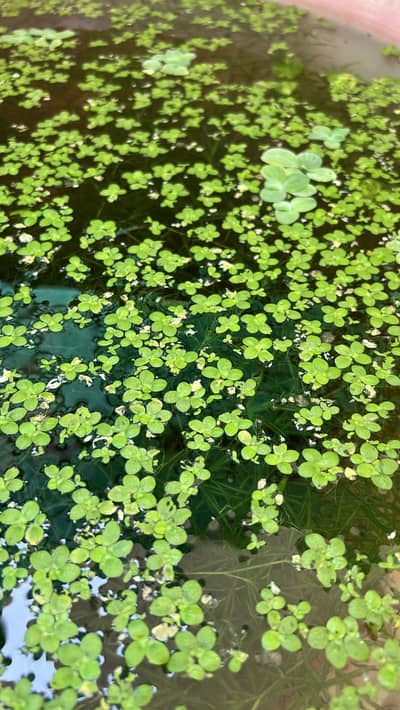 Guppy Grass and duckweed and water lettuce