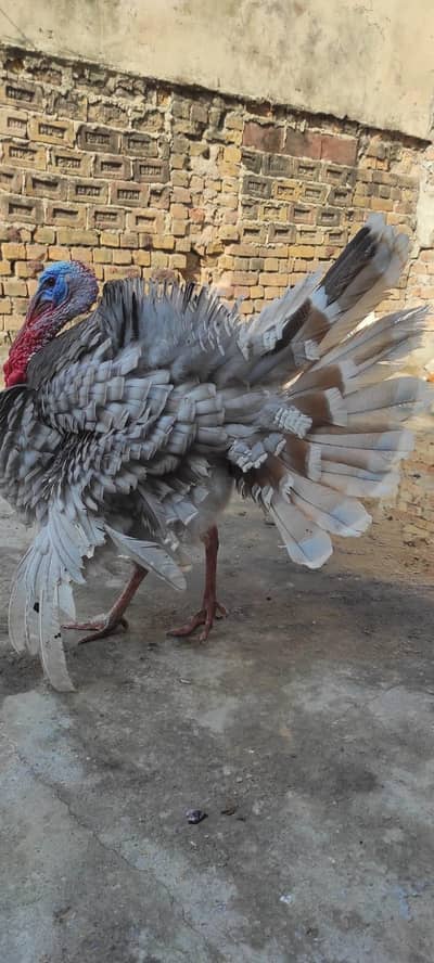 Beautiful Slate Grey Turkey Breeder Pair / Birds for Sale