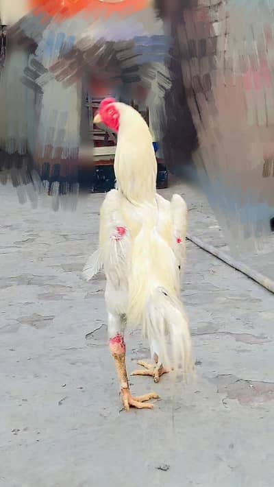 White shamo Heera breeder Male active healthy