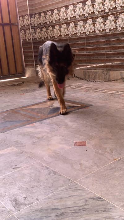 German Shehphard Female Dog For Sale
