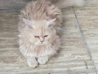 Persian pair cats for sale along with one kitten