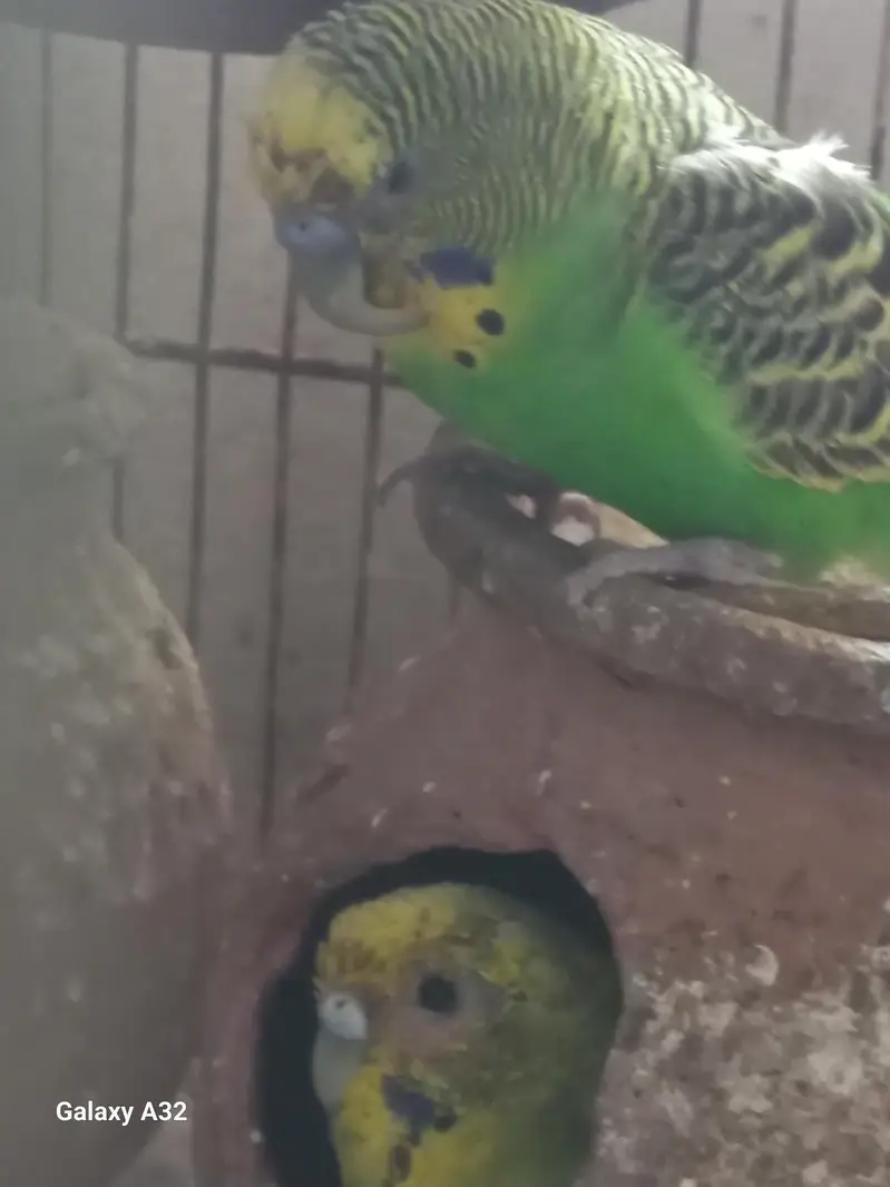 Wcrive home breed budgies