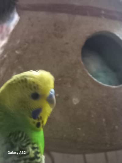 beautiful home breed budgies