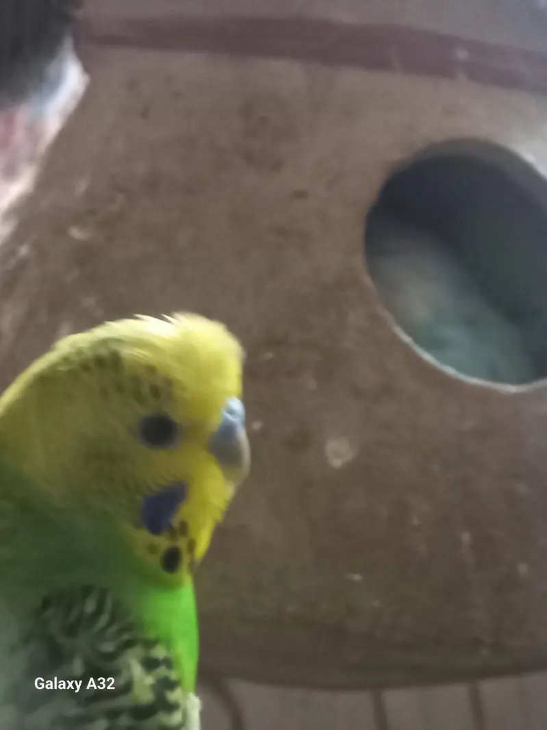 Wcrive home breed budgies — photo 2