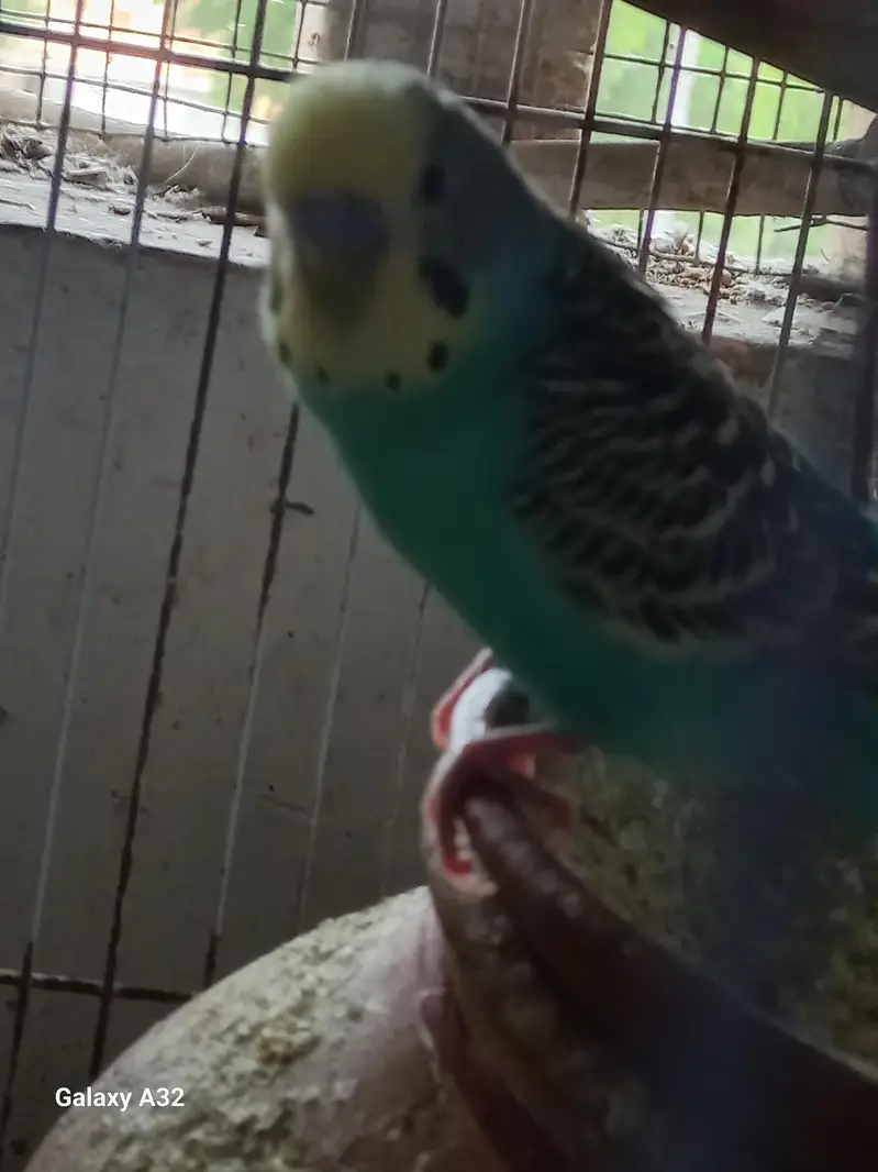 Wcrive home breed budgies — photo 3