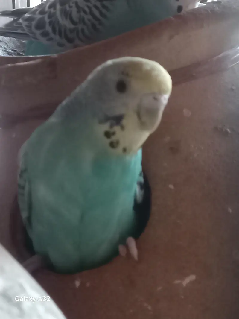 Wcrive home breed budgies — photo 4