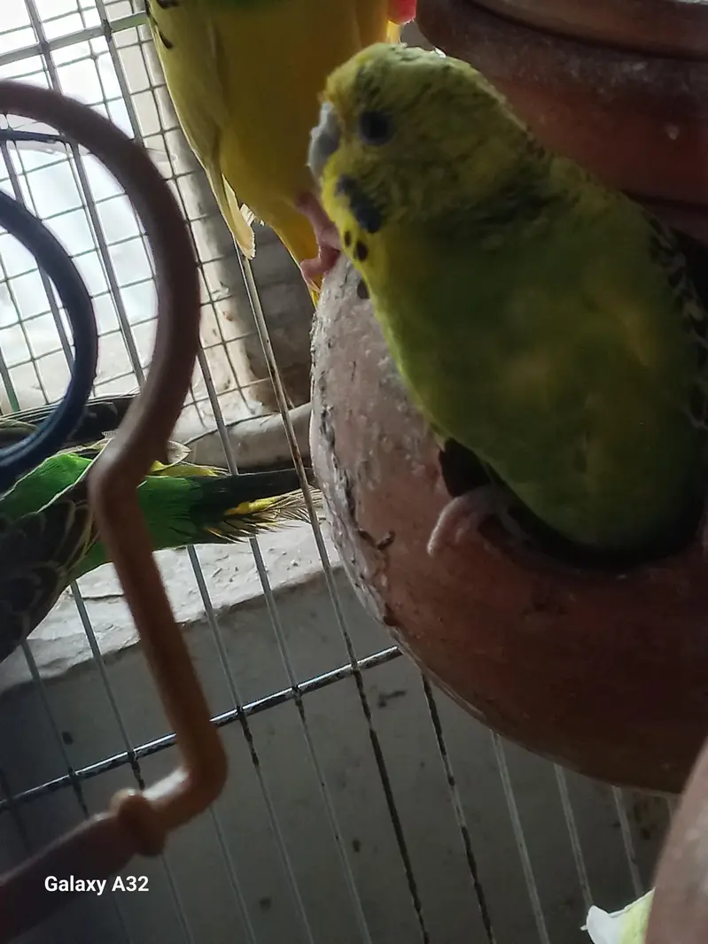 Wcrive home breed budgies — photo 5
