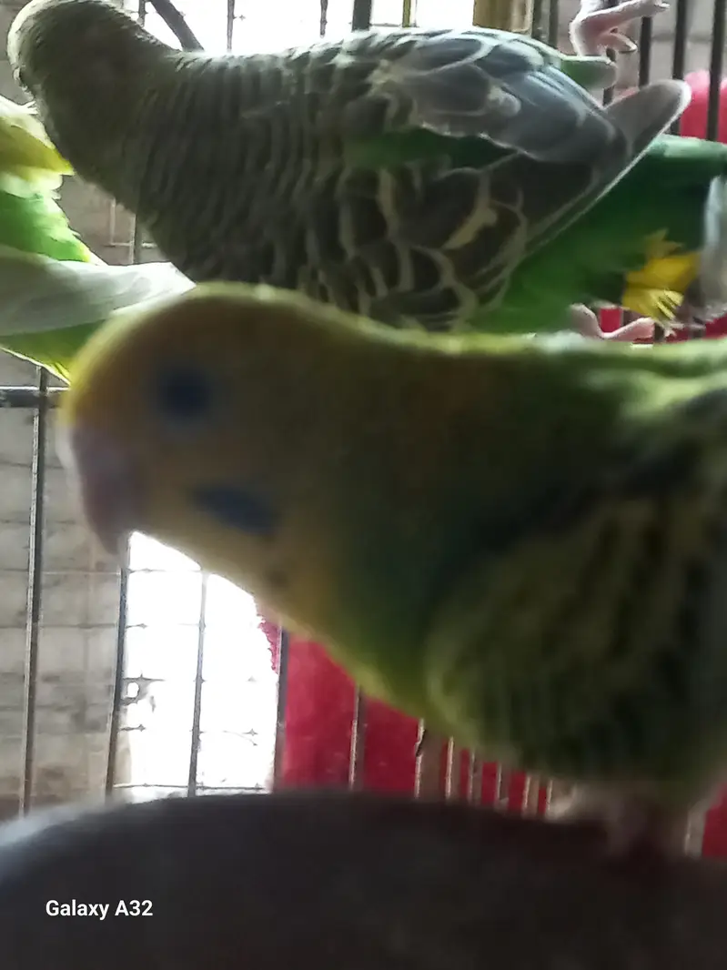 Wcrive home breed budgies — photo 6