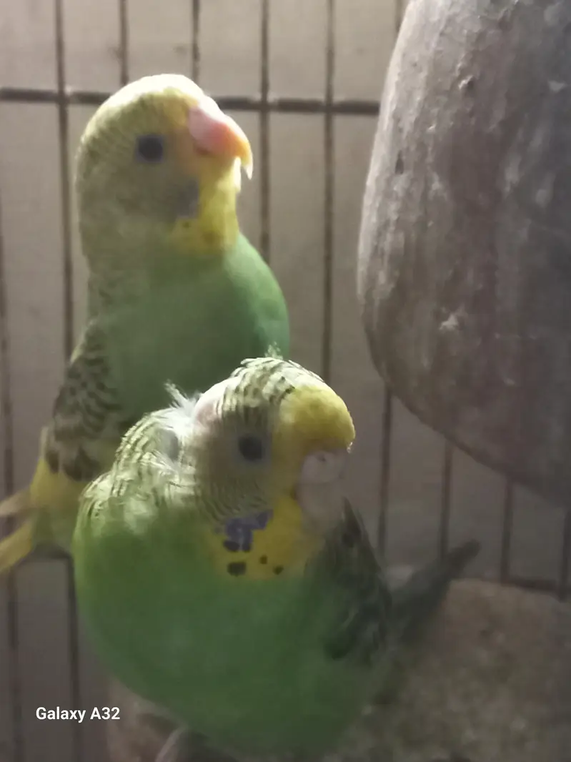 Wcrive home breed budgies — photo 7