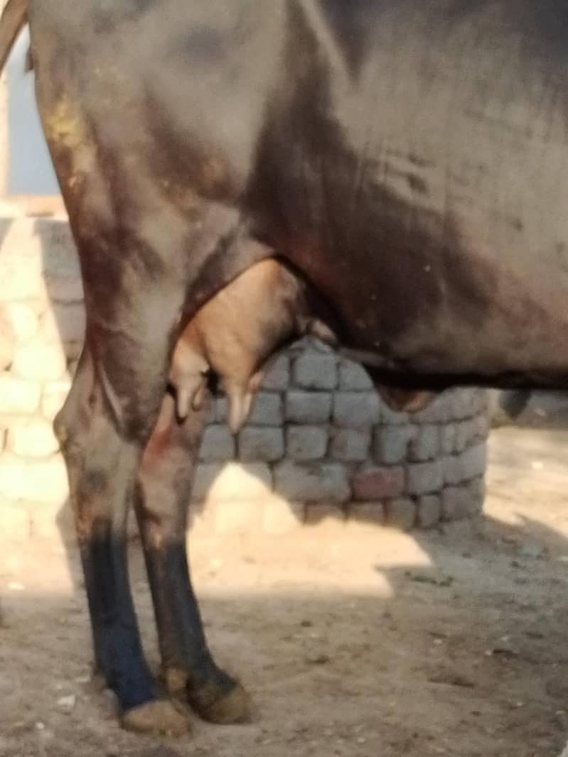 گائے اور اس کا ایک وچھی ایک ہفتے کی اور گائیں دوسرا سوا ہے 4