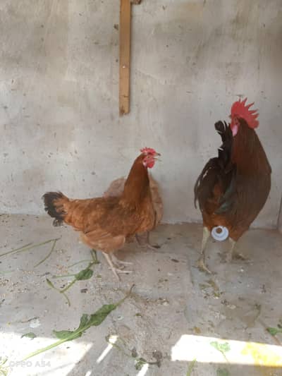 misri hens