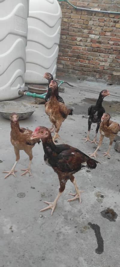 3 Pure Aseel Male Roosters for Sale
