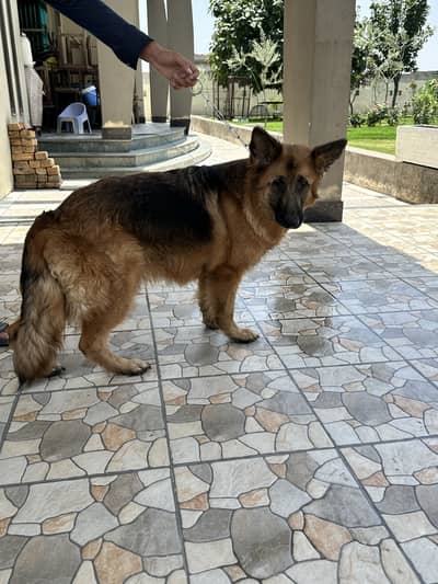 German shephard gsd female