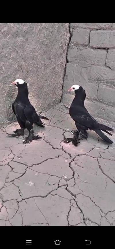 Kaly Joggi pair