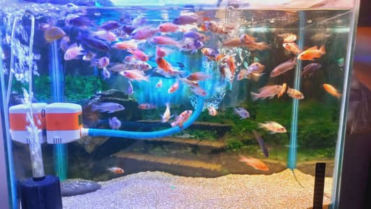 Mix African Cichlids