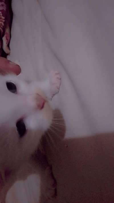 25 Days Old Kitten for Sale