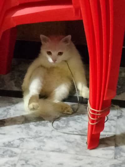 Persian cat for sale