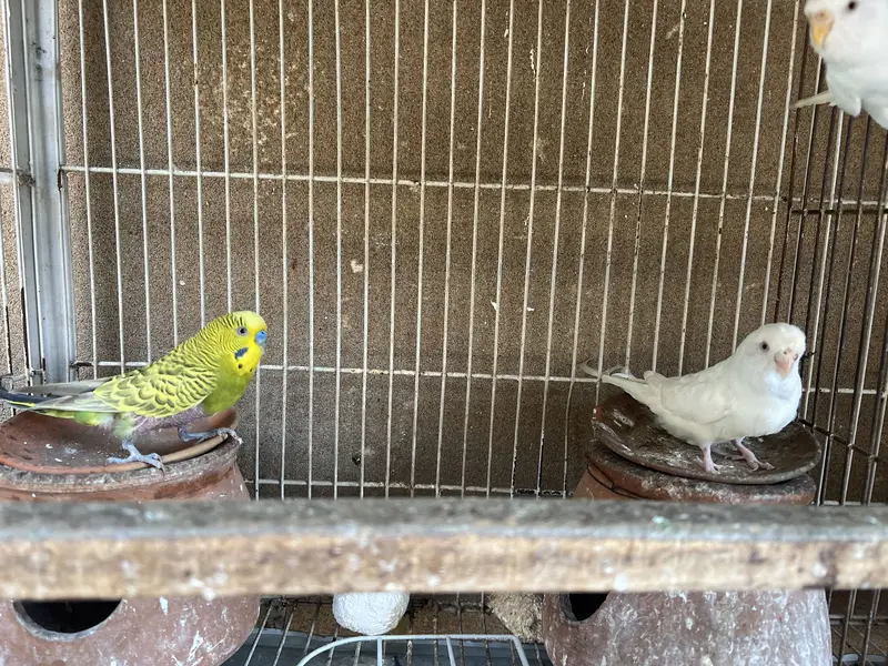 With cage