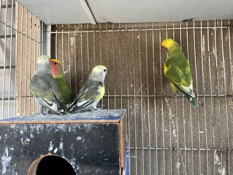 With cage — photo 3
