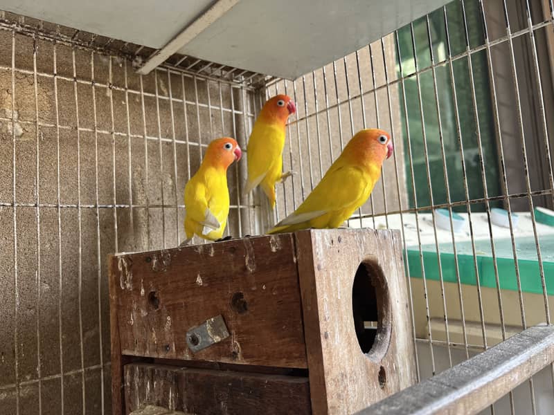 With cage 3