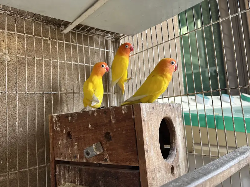 With cage — photo 4