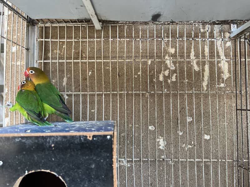 With cage 6