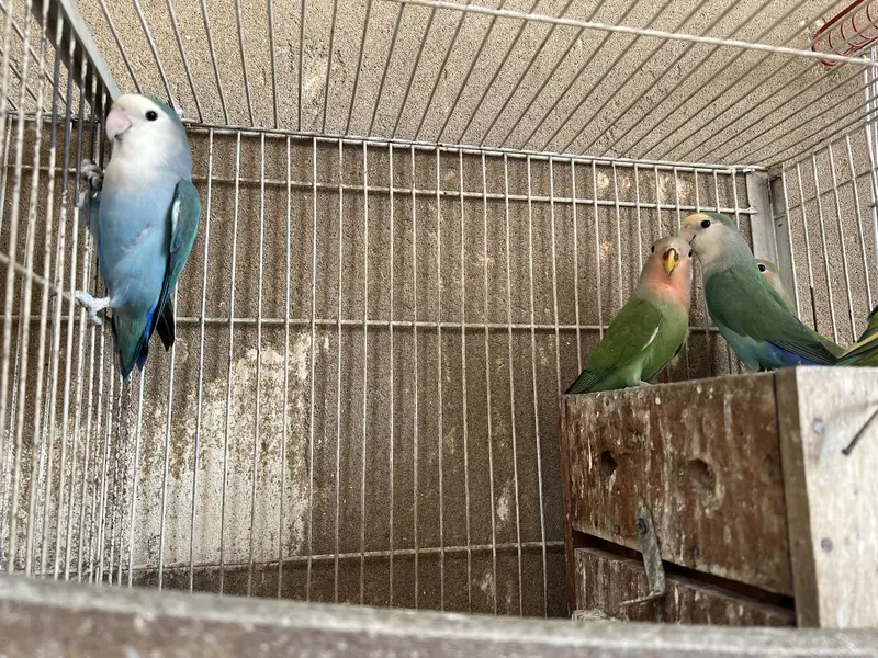 With cage — photo 9