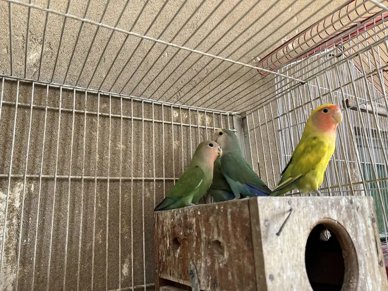 With cage — photo 10