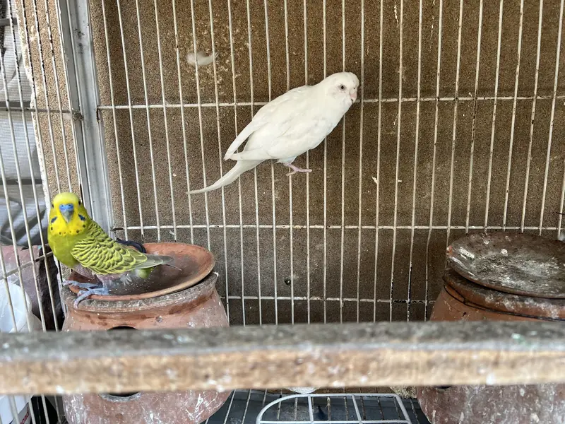 With cage — photo 11