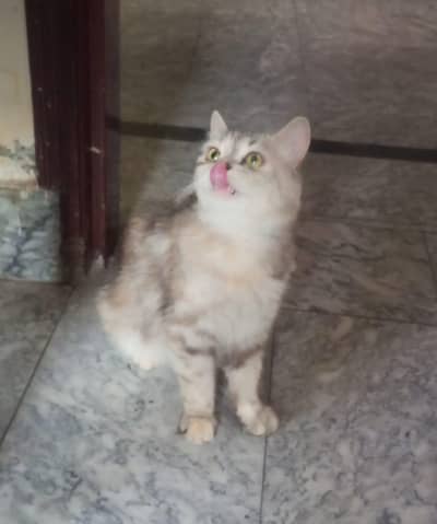 cats female