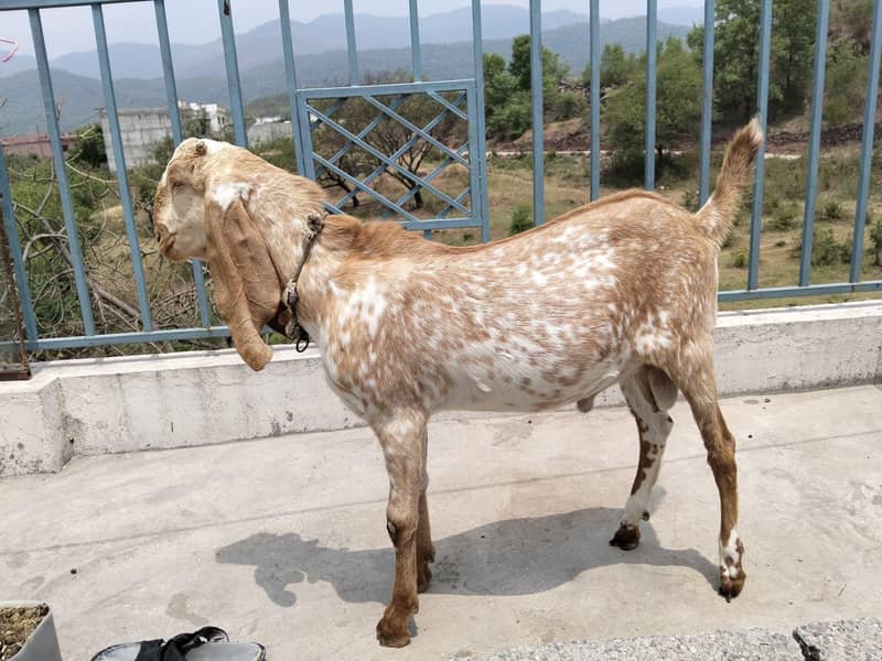 برائے فروخت مکھی چینہ بکرا 2