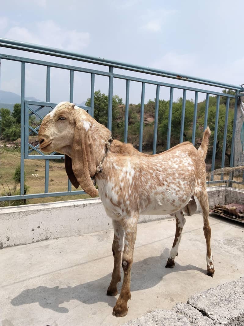 برائے فروخت مکھی چینہ بکرا 3