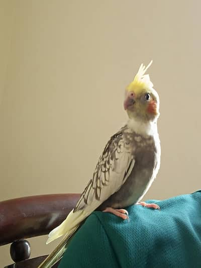 Handtame cockatiel