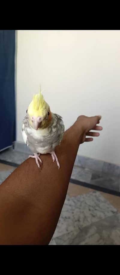 Handtame cockatiel