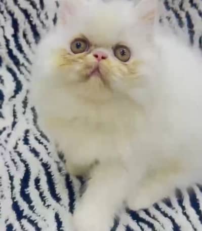 cfa line male kitten or bhi coler main available hai female male